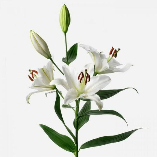 Лилия белая