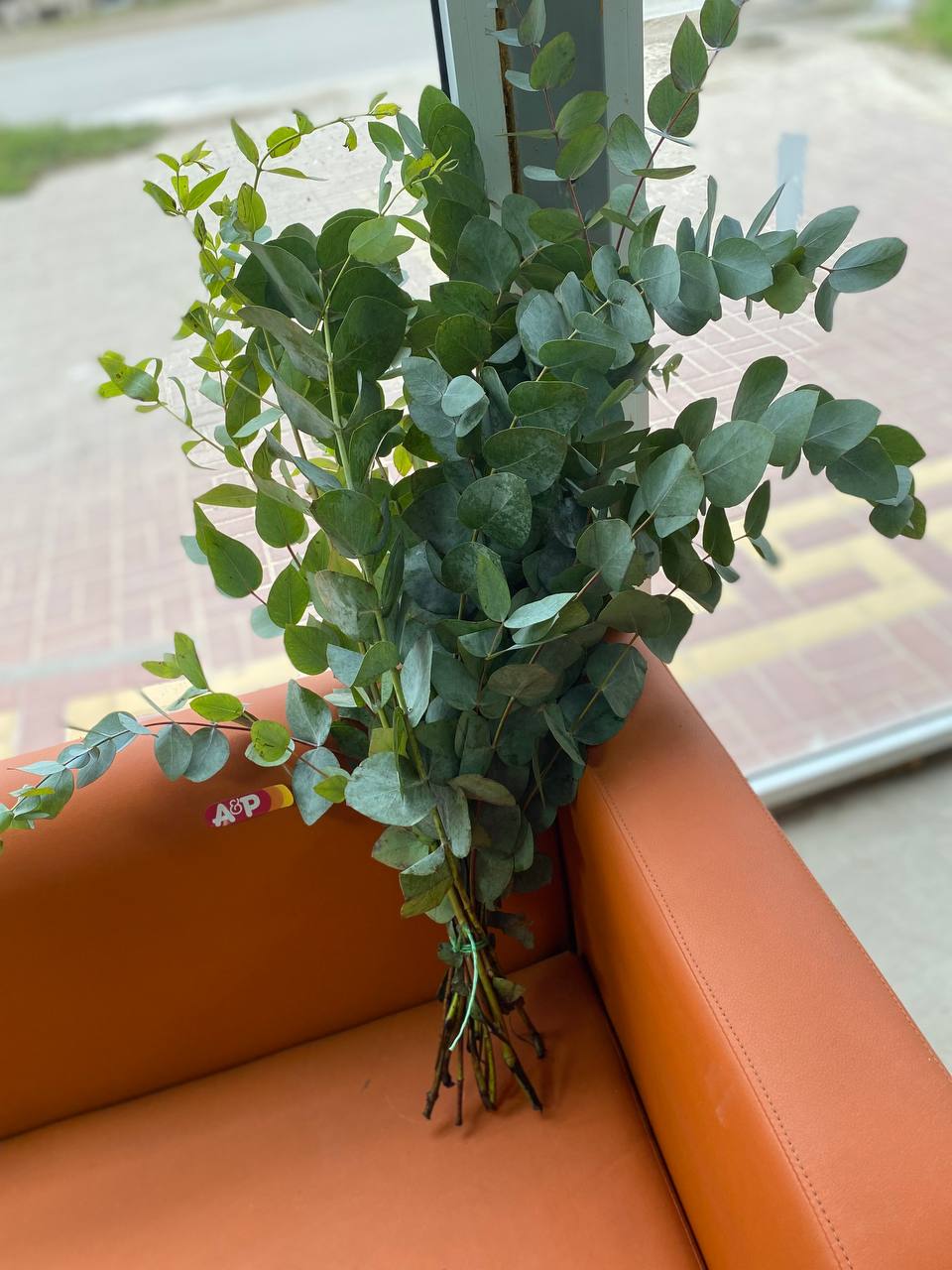 Эвкалипт ВЕТКА