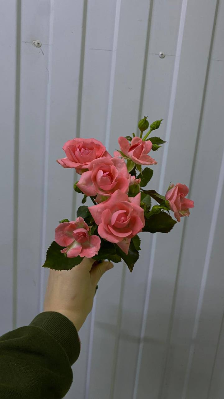 Роза спрей Барбадос 50 см