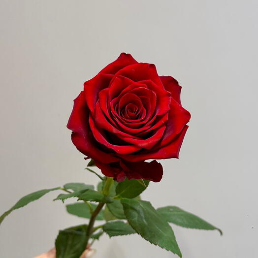 Роза Эквадор 70 см