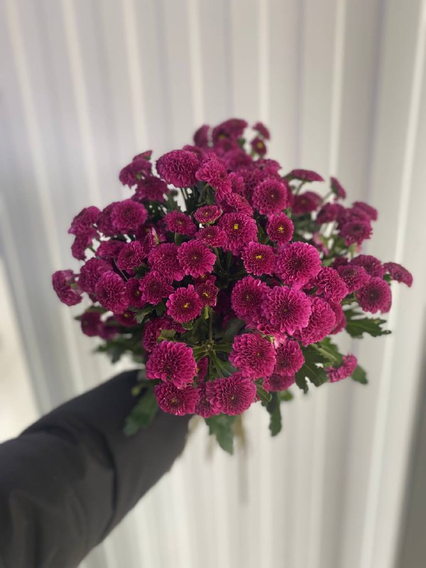 Хризантема Сантини