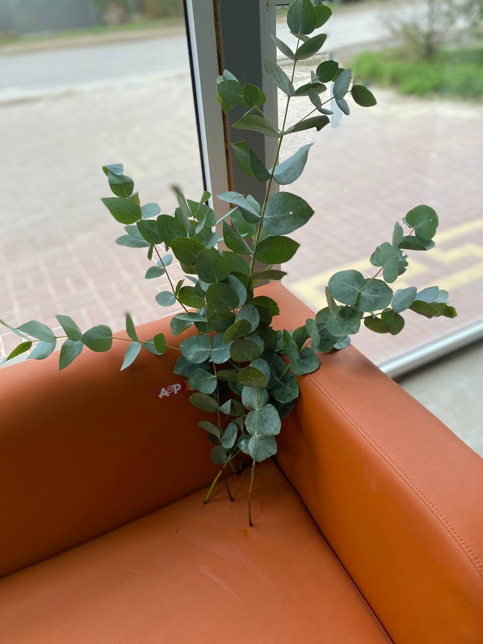 Эвкалипт (Eucalyptus) пачка. (Израиль)