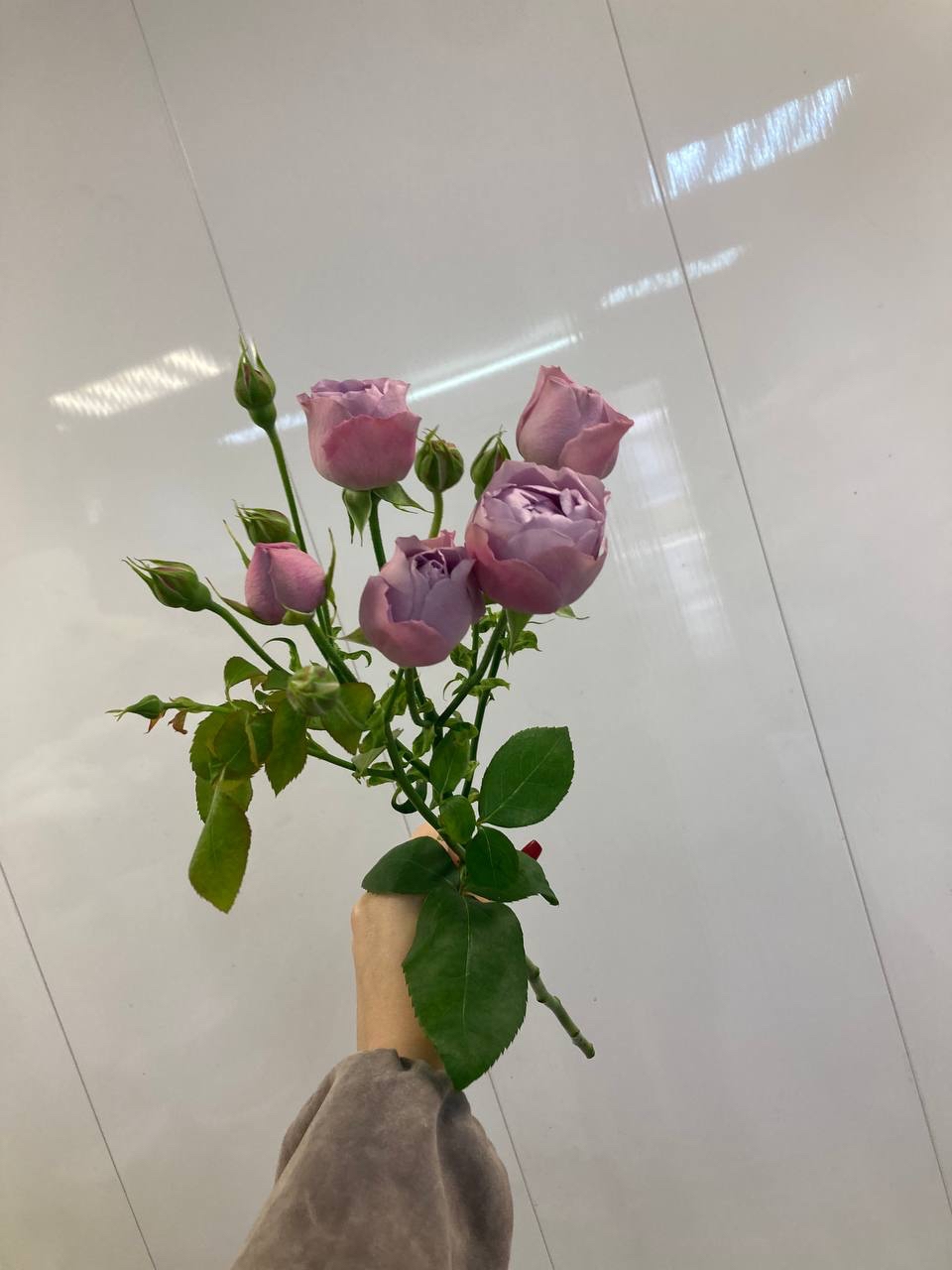 Роза кустовая Лавендер Баблс 60