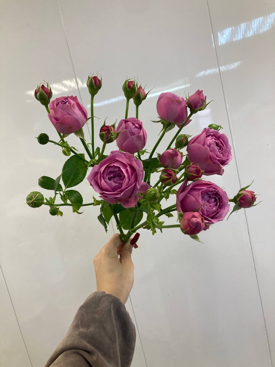 Роза Спрей Барбадос 60 см