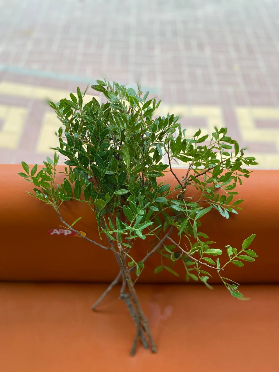 Писташ ( Фисташковая зелень)