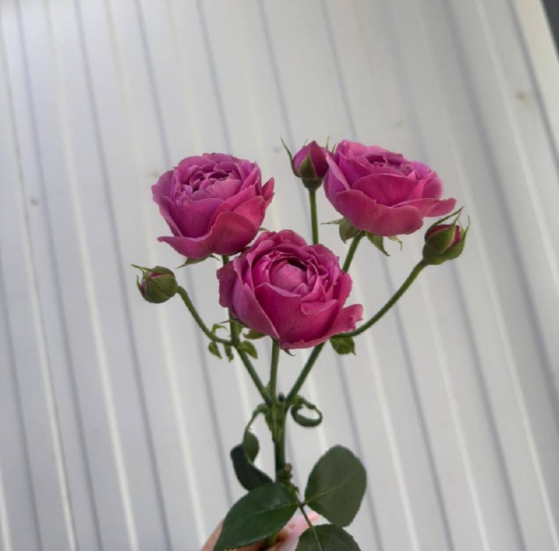 Роза кустовая Мисти баблс 60 см