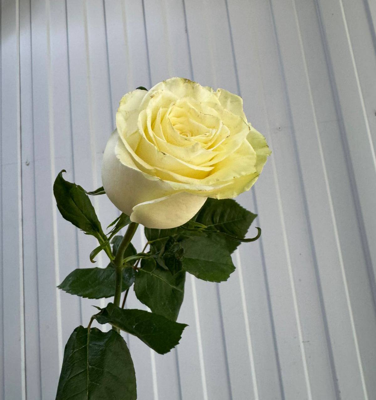 Роза Мондиаль 60 см.