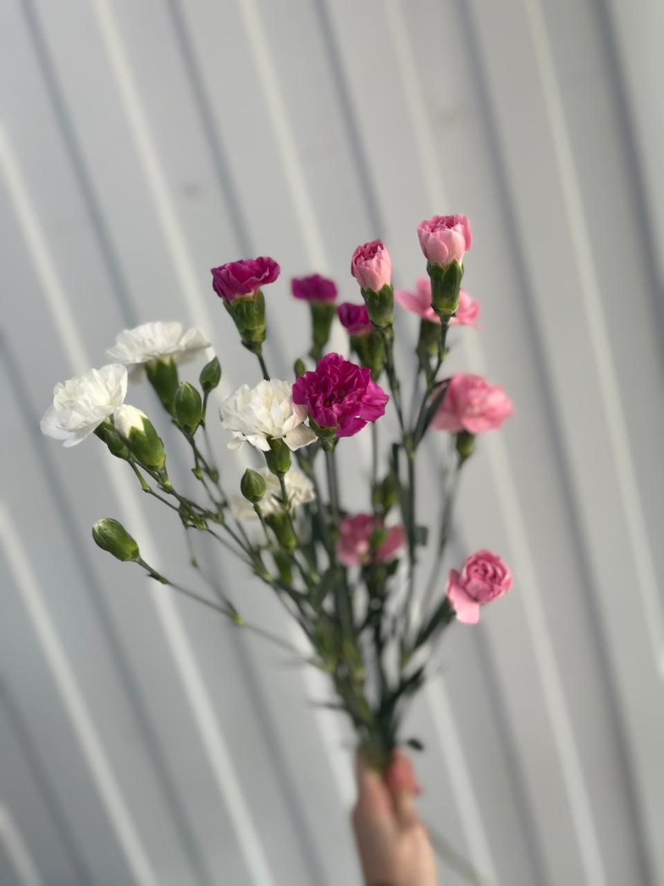 гвоздика кустовая