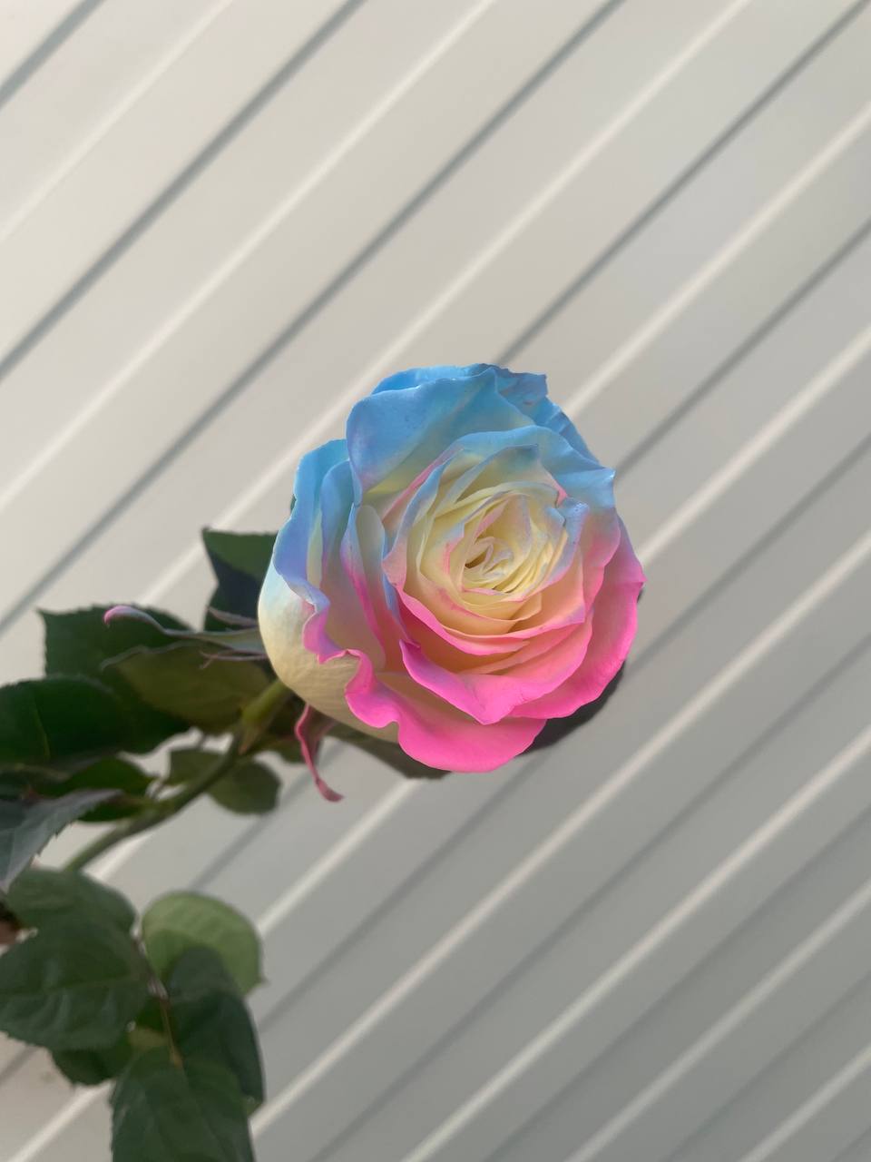 Роза Эквадор Радужная 70 см