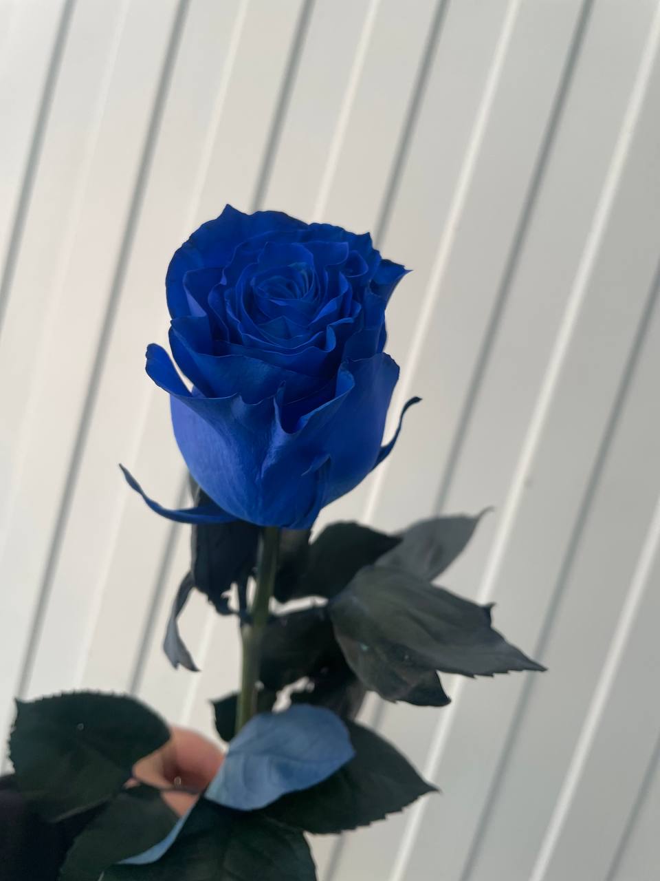 Роза Синяя 60 см