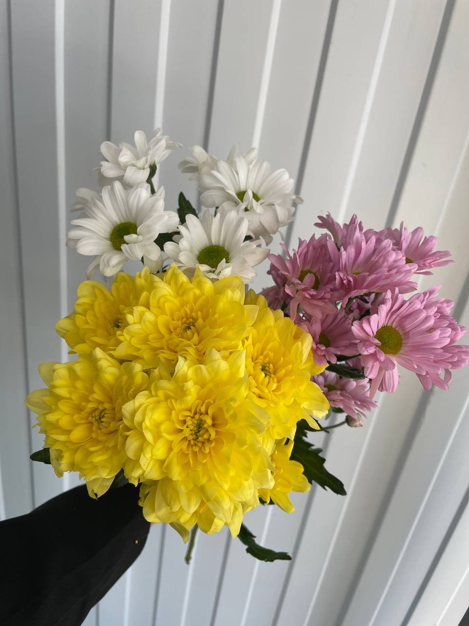 хризантема кустовая микс