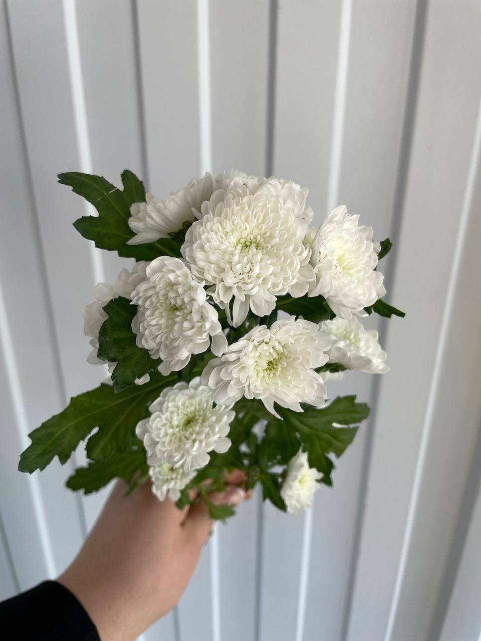 Хризантема Сантини