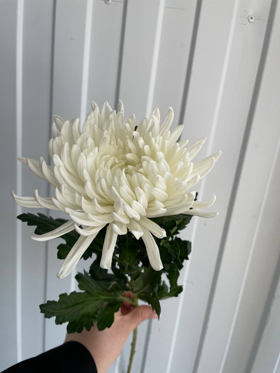 Хризантема Антонов