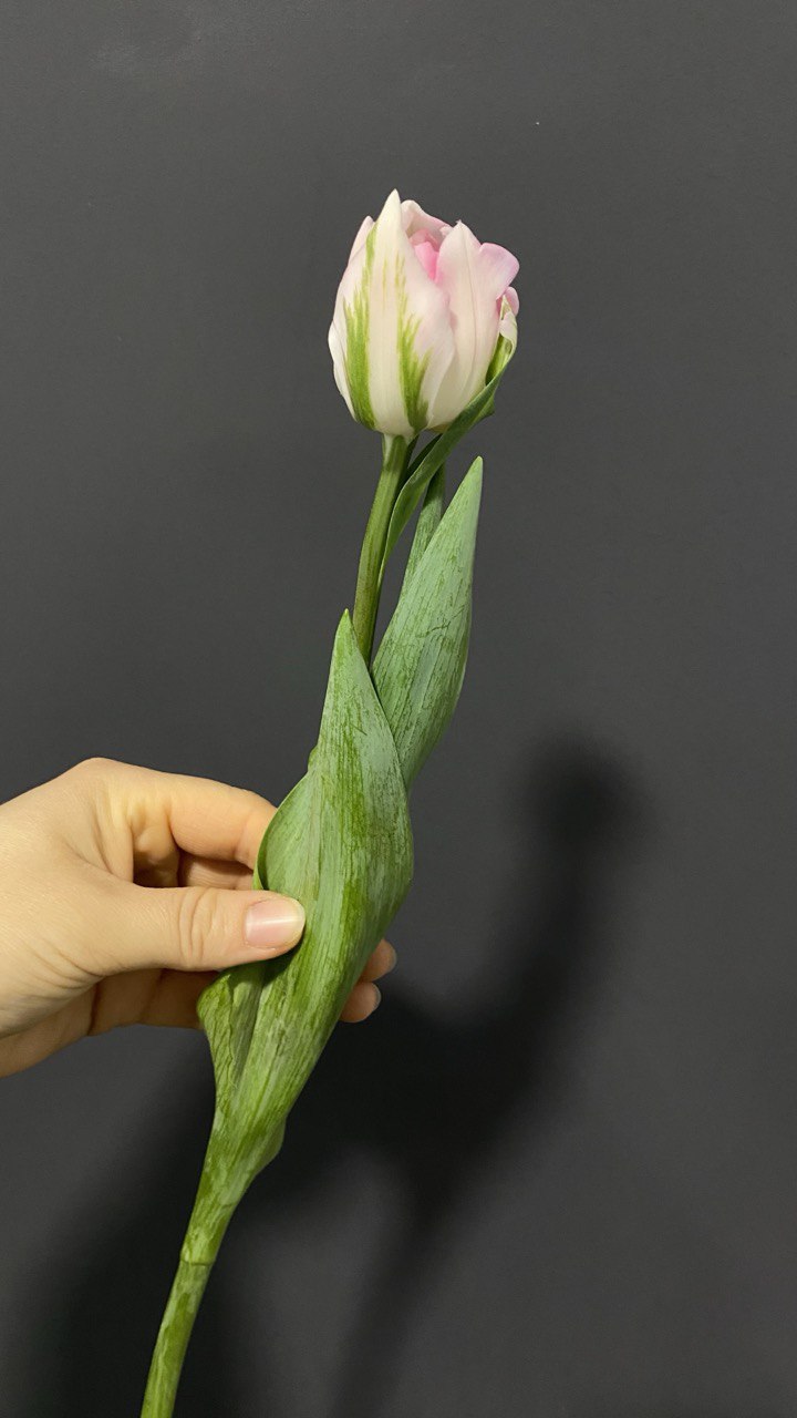 Тюльпан Финола