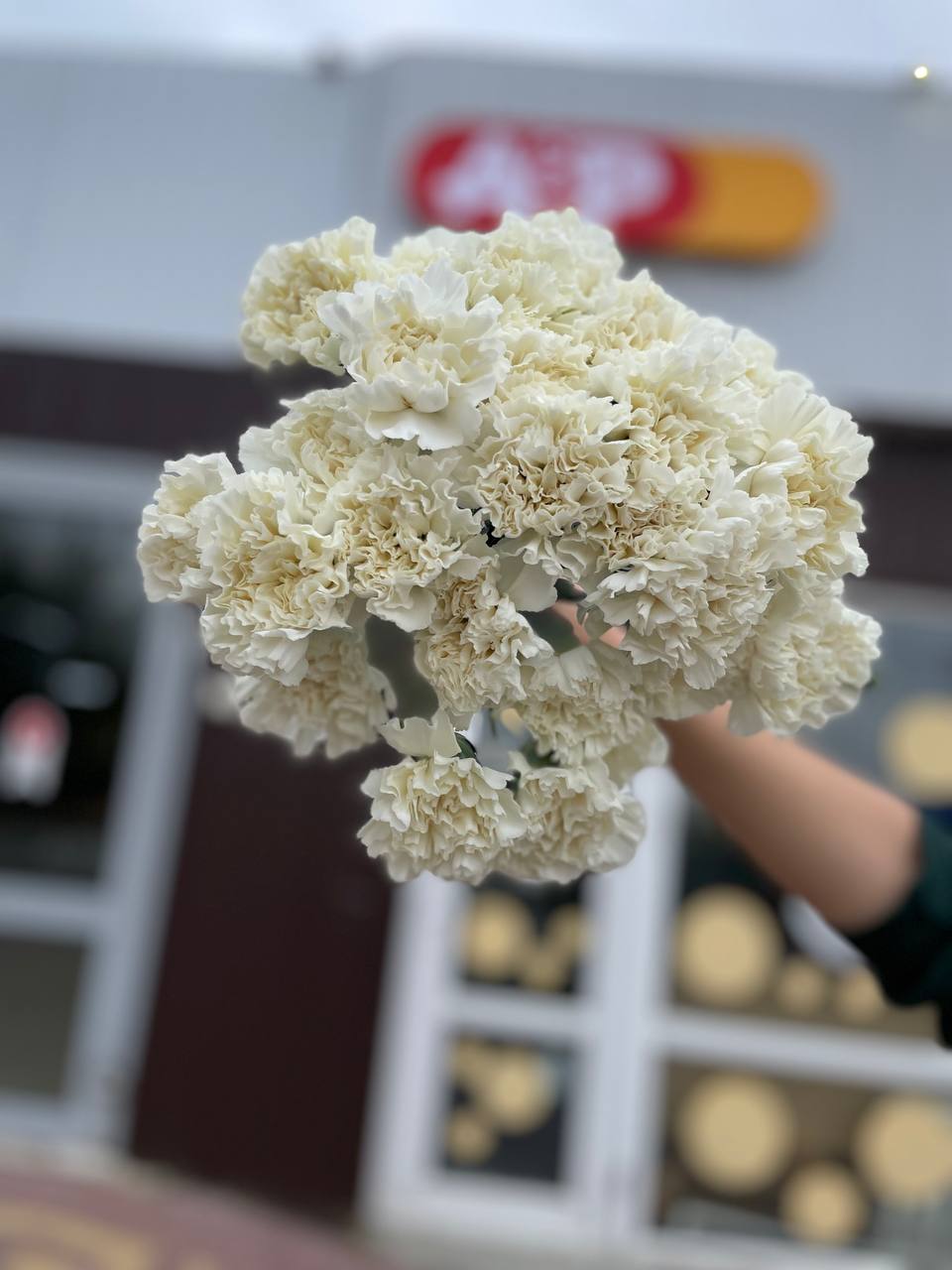 Гвоздика цветная