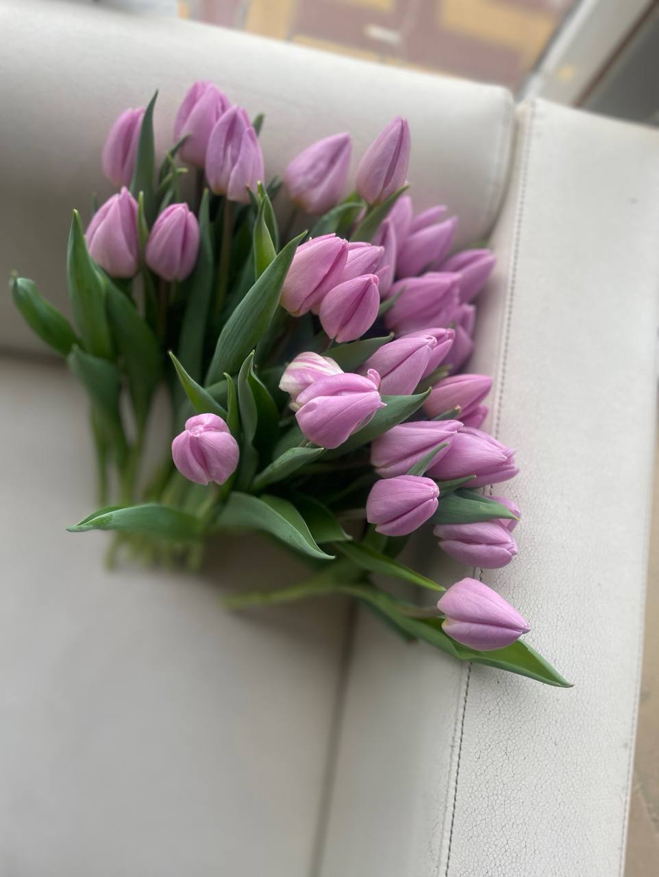 Тюльпан Кенди принц