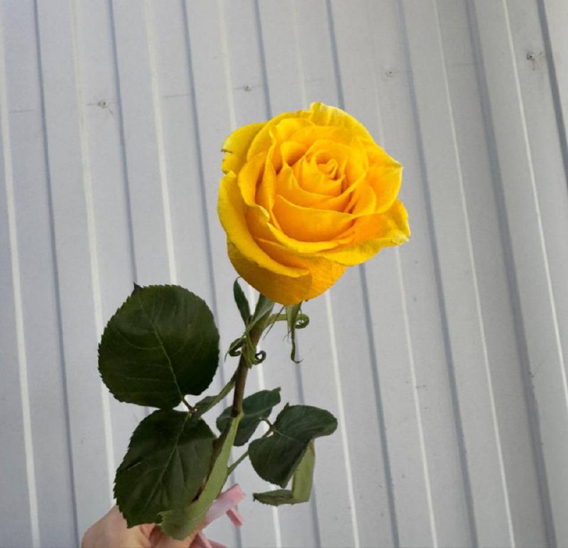 Роза Шиммер 50 см