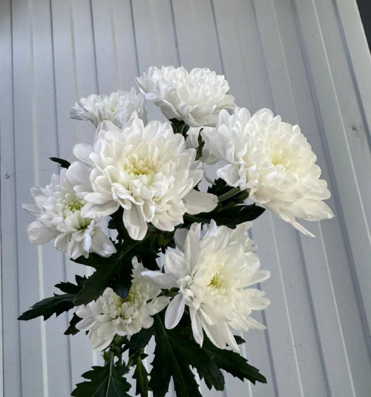 Хризантема Алтай 70 см