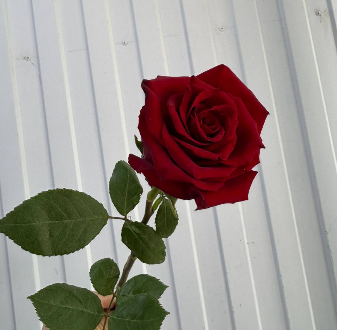 Роза Explorer 60 см