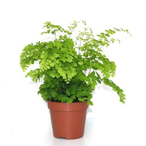 Адиантум. Высота 35 см.