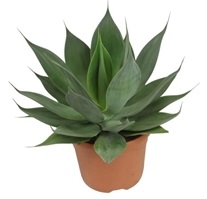 Агава Амиго Джамбо. Высота 35 см.