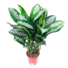 Аглаонема Паттайя Бьютти. Высота 60 см.