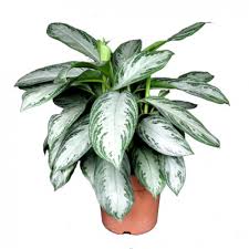 Аглаонема Сильвер Бэй. Высота 30 см.