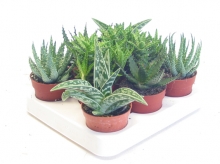 Алоэ. Высота 10 см.