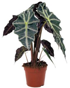 Алоказия полли. Высота 50 см.