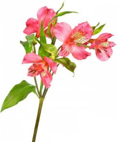 Альстромерия розовая (Голландия)