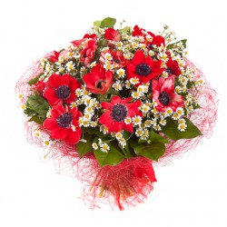 Анемоны с ромашками. Букет Анемоны в ромашках 71 шт. 50 см. (Израиль)