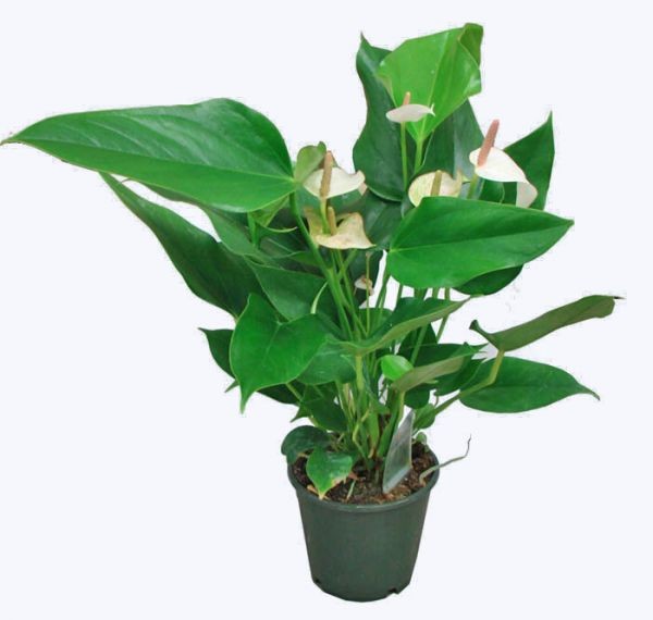 Антуринум Андрианум белый. Высота 35 см.