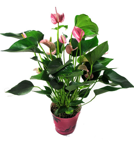 Антуринум Андрианум розовый. Высота 35 см.