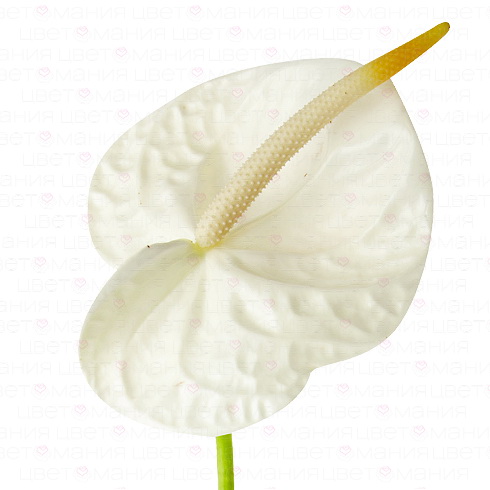 Антуриум Белый