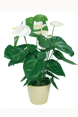 Антуриум микс. Высота 40 см.