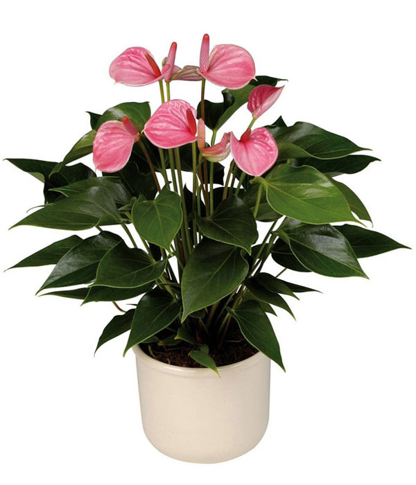 Антуриум туренза. Высота 40 см.