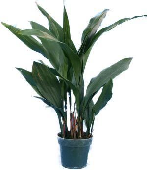 Асплениум Антикум ANTIGUUM. Высота 30 см.