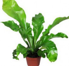 Асплениум Осака OSAKA. Высота 30 см.