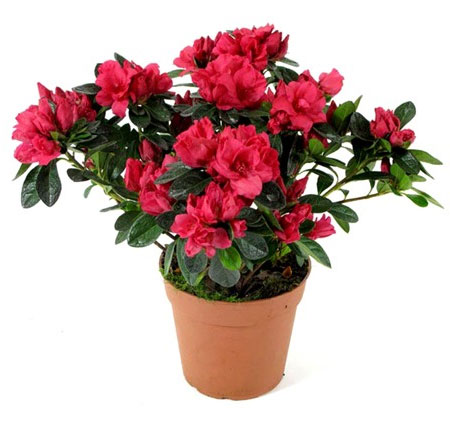 Азалия симси. Высота 25 см.