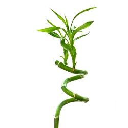 Бамбук (ветка)