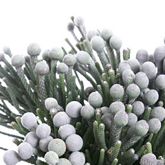 Бруния (brunia) пачка. (Кения)