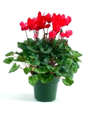 Цикламен. Высота 25 см.