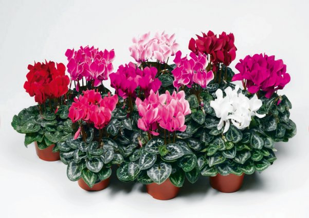 Цикламен микс. Высота 30 см.