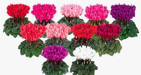 Цикламен мини. Высота 30 см.