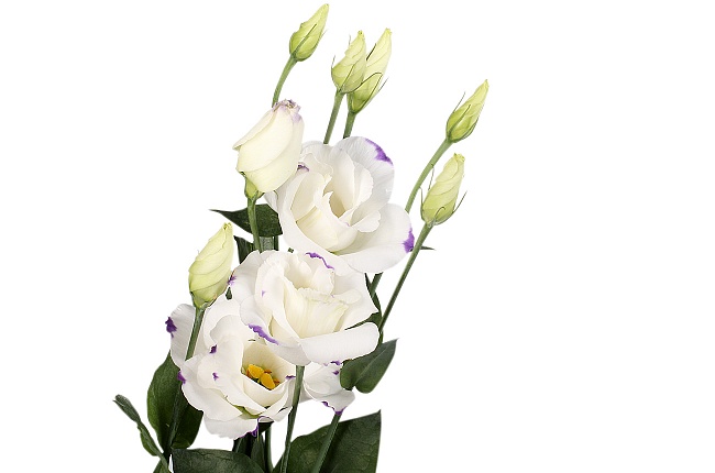 Эустома белая