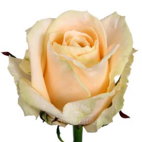 Роза Аваланж  Пинч 50 см.