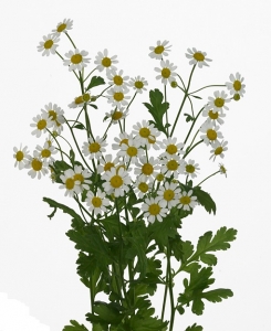 Танацетум (Голландия)