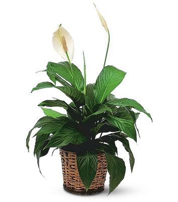 Спатифиллум беллини. Высота 35 см.