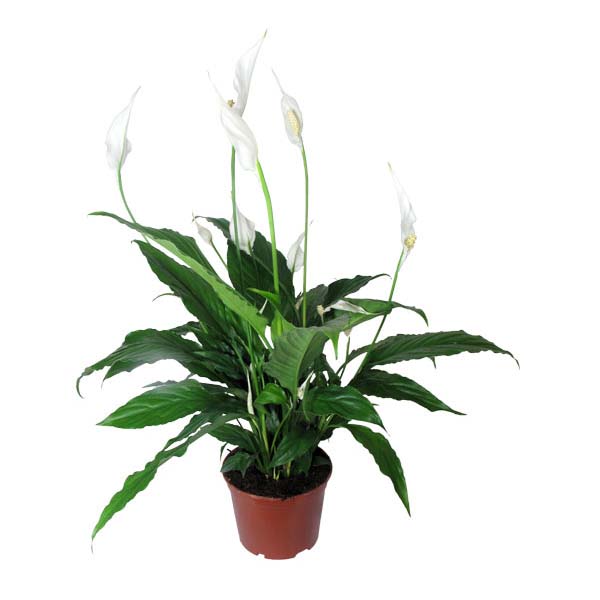 Спатифиллум чопин. Высота 30 см.