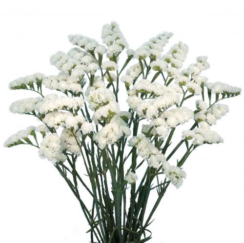 Статица белая